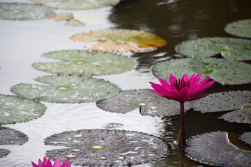 pink water lily bloom in autumn