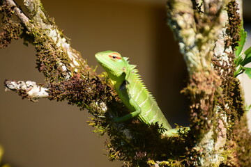 green lizard on a leaf