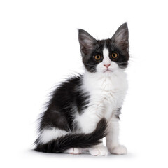 Cute expressive black and white Maine Coon cat kitten, sitting up side ways with tail around body. Looking straight towards camera. Isolated on a white background.