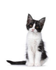 Cute expressive black and white Maine Coon cat kitten, sitting up side ways. Looking beside and above camera. Isolated on a white background.