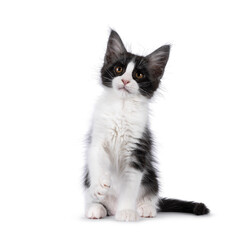 Cute expressive black and white Maine Coon cat kitten, sitting up side ways. Looking beside and above camera with one paw playful lifted. Isolated on a white background.