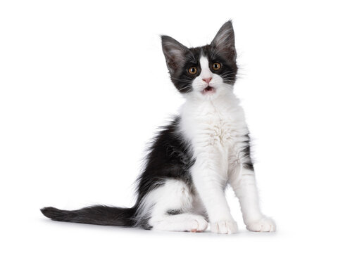 Cute expressive black and white Maine Coon cat kitten, sitting up side ways and looking very surprised towards camera. Isolated on a white background.