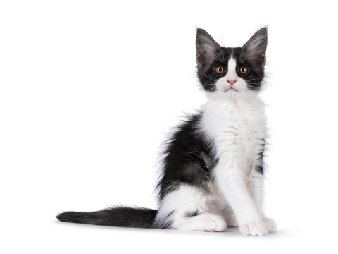 Cute expressive black and white Maine Coon cat kitten, sitting up side ways. Looking straight towards camera. Isolated on a white background.