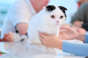 Cute cats, various breeds, Scottish Fold, Exotic Shorthair, British Shorthair, cat contest Wcf Thailand By Bct.