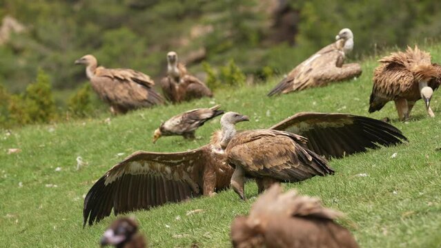 Gathering of vultures in a position of sun bathin the Pyrenees Mountains in Spain