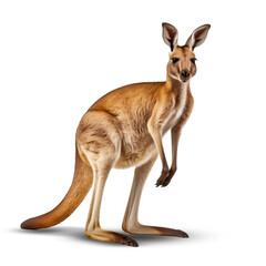 Naklejka na ściany i meble Kangaroo on transparent png background