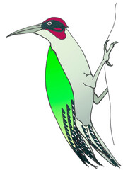 Cartoon isolated image of a red-haired green woodpecker. Funny colorful mascot for kids print. Smart forest bird with spotting wings in emerald gradient. Black contour lines and bright natural colors.