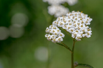 Biały kwiatostan krwawnika  (Achillea millefolium) - wiosną . © Grzegorz