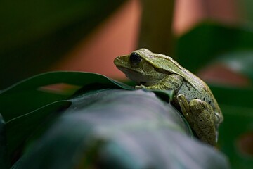 Closeup of a frog on a green leaf
