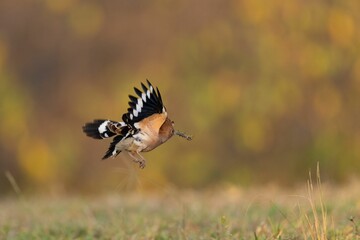 a Eurasian hoopoe flying in the air above a grassy field with trees