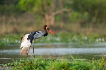 a Saddle-billed stork bird standing in a pond near a grass bank on a sunny day