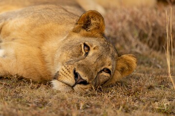 an image of a lion laying down in the grass with its eyes closed