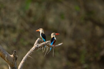 two colorful Grey-headed kingfisher perched on the branch of a tree in the wild