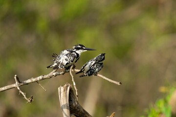 two black and white birds on branches in grass and shrubs