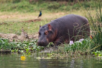 a hippopfe sits in the grass near some water