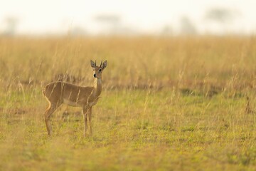 Obraz premium antelope in the morning light on grasslands of etosh