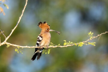 a Eurasian hoopoe is perched on a tree branch eating leaves off a twig