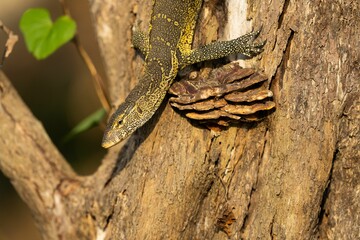 a Nile monitor lizard climbing up a tree trunk next to a pine cone