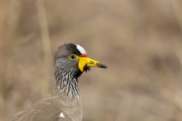 a close up of a African wattled lapwing