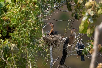 three birds sit on top of a nest in the tree
