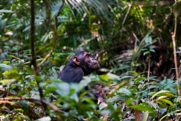 a monkey is sitting in the forest looking up at something
