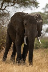 Fototapeta na wymiar an elephant with tusks stands in tall dry grass