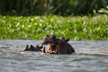 a hippo in the water near other hippos
