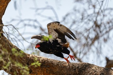 a Bateleur bird taking off a tree branch