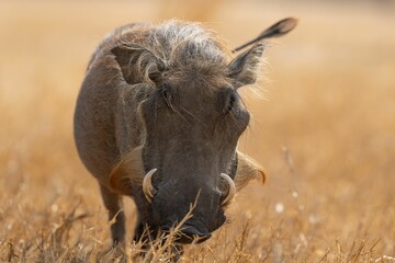 a warthog walking through a dry grass field on an overcast day