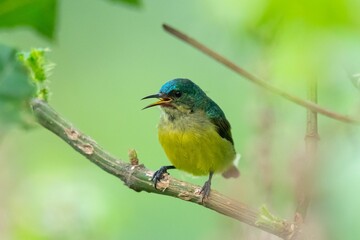 Fototapeta premium a Collared sunbird bird perched on a branch with its beak open