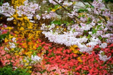 Vibrant and abundant display of pink cherry blossoms with foliage stretching across the branches