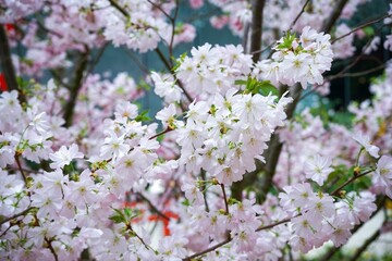 Vibrant and abundant display of pink cherry blossoms with foliage stretching across the branches