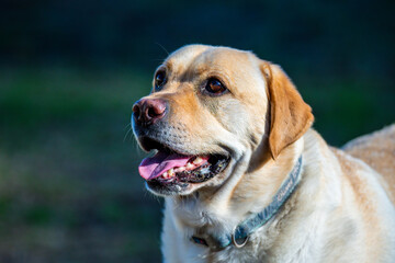 Oliver the golden labrador