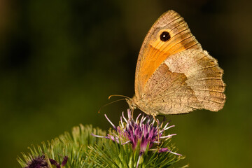 Kleines Wiesenv&ouml;gelchen (Coenonympha pamphilus)