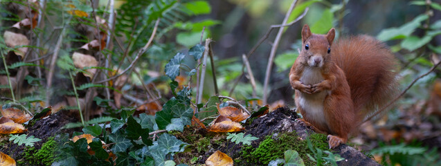 Squirrel (Sciurus vulgaris) Scoiattolo