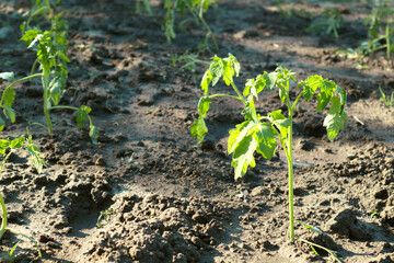 Tomato seedlings grow in open ground. Vegetable garden in the backyard.