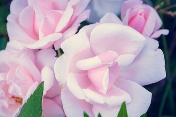 Beautiful pink rose flower. Roses in the garden. Gentle roses