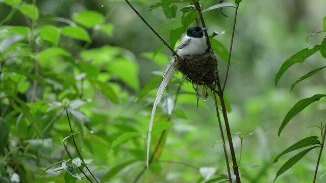 Asian Paradise Flycatcher  birds feed their young in the nest.
