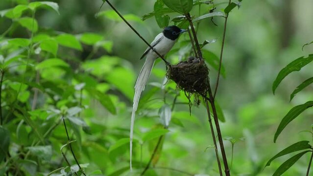 Asian Paradise Flycatcher  birds feed their young in the nest.