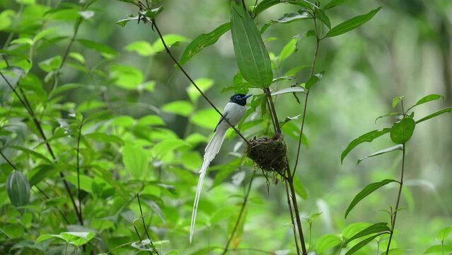 Asian Paradise Flycatcher  birds feed their young in the nest.