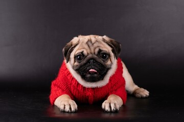 Pug in studio on a black background