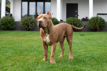 Bully dog on the grass. Companion dog, guard dog. Walking the dog. American bully.