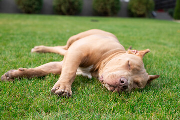 Bully dog lies on the grass. Companion dog, guard dog. Walking the dog. American bully.