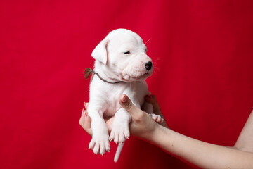 Small white puppy on a red background. Dogo argentino puppy in arms. 2 months old purebred puppy. Place for your text.