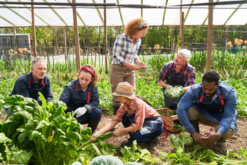 Multicultural farmers harvesting and working in organic farm