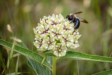 Close-up image of a bee pollinating a flowering plant