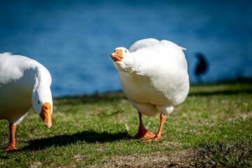 White goose with a glum facial expression stands alone in a field