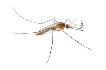 close up side view of mosquito , isolated on transparent background cutout