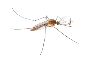 close up side view of mosquito , isolated on transparent background cutout