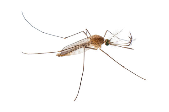 recommend clip art: close up side view of mosquito , isolated on transparent background cutout